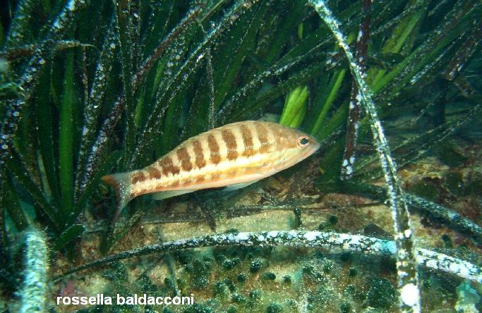 La Posidonia oceanica